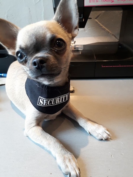 Tuch mit Druckknopf Security schwarz Hundehalstuch