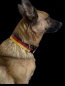 Preview: Deutschland Hundehalsband Germany